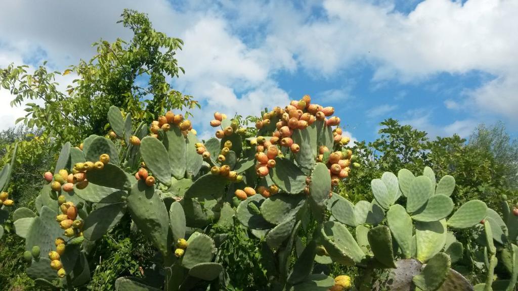 Agriturismo Le Vedute 比谢列 外观 照片